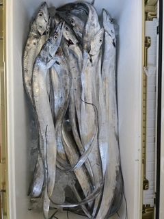 タチウオの釣果