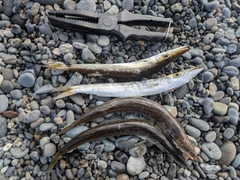 カマスの釣果