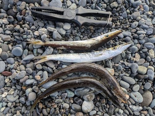 カマスの釣果