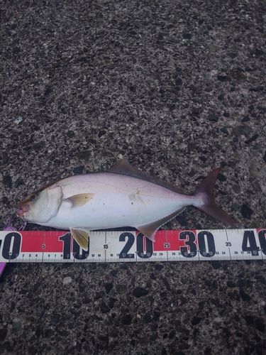 ショゴの釣果