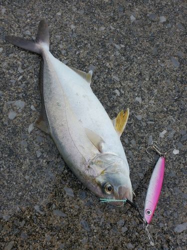 釣果