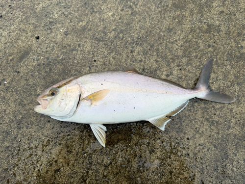 ショゴの釣果