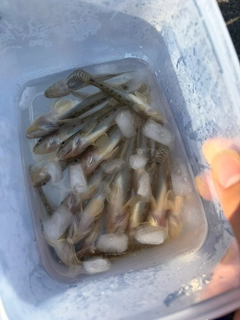マハゼの釣果