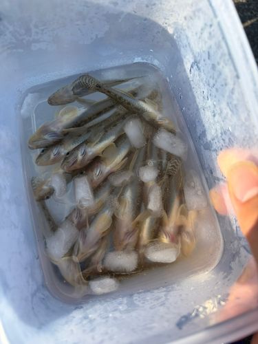 マハゼの釣果