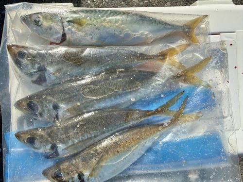 アジの釣果