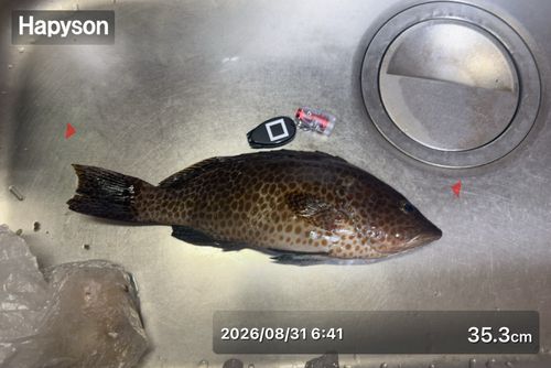 オオモンハタの釣果