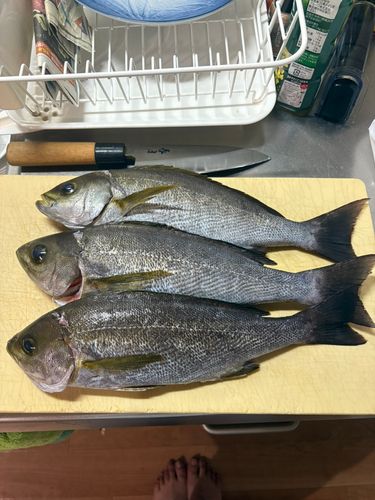 ヘダイの釣果