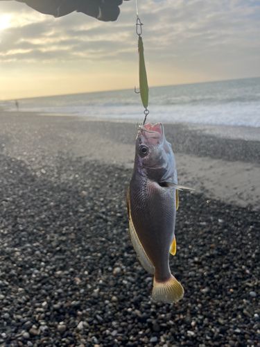 ニベの釣果