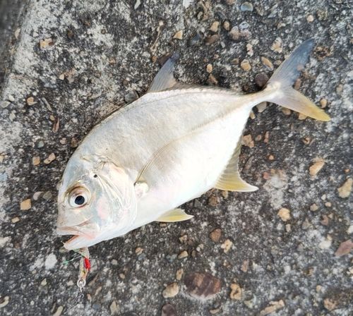 メッキの釣果