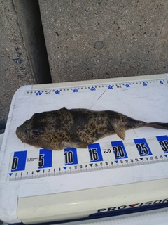 アカメフグの釣果