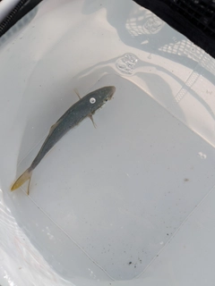 ワカシの釣果