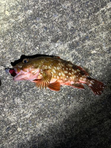 カサゴの釣果