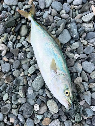 ワカシの釣果
