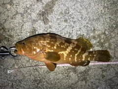 キジハタの釣果