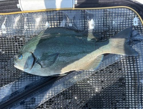 グレの釣果