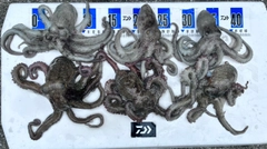 タコの釣果