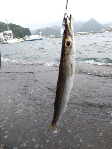 カマスの釣果