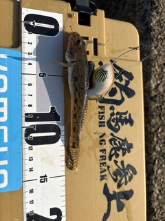 マハゼの釣果