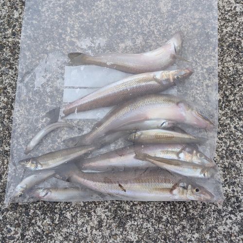 シロギスの釣果