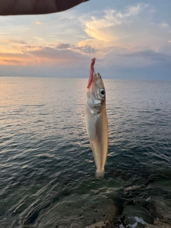 キスの釣果