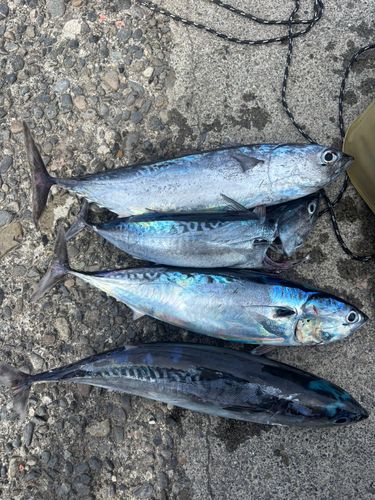 ソウダガツオの釣果