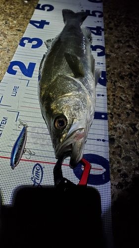 フッコ（マルスズキ）の釣果