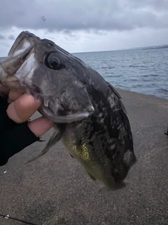 ソイの釣果