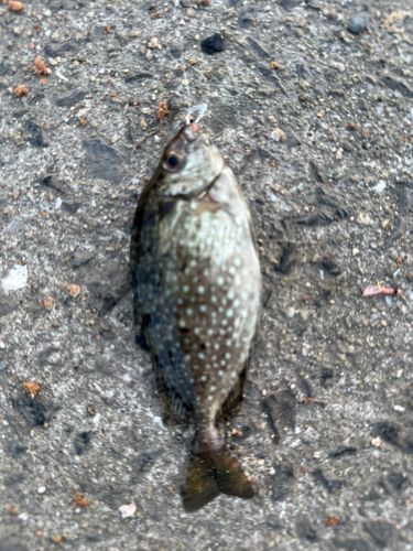 アイゴの釣果