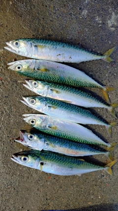 マサバの釣果