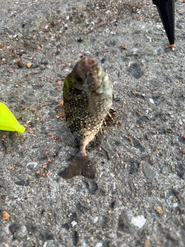 アイゴの釣果