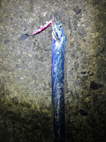 タチウオの釣果