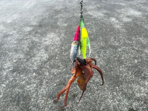 タコの釣果