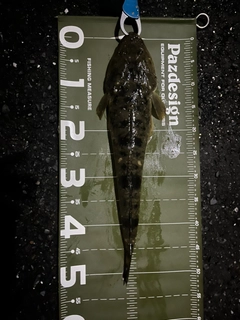 マゴチの釣果