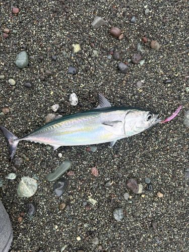 ヒラソウダの釣果