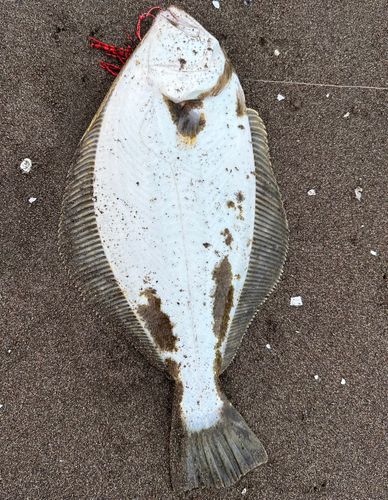 ヒラメの釣果