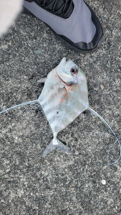 シオの釣果