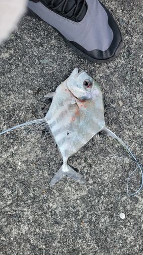 シオの釣果