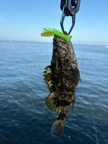タケノコメバルの釣果