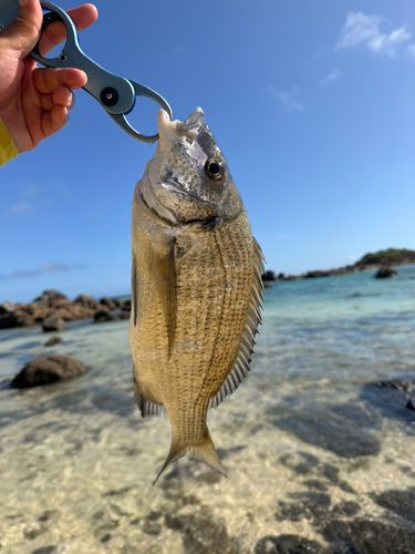 ミナミクロダイの釣果