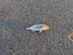 ショゴの釣果