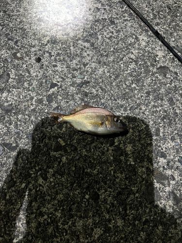 タイの釣果