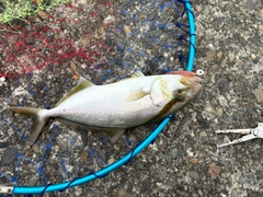 ショゴの釣果