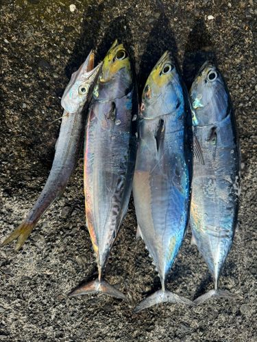 ソウダガツオの釣果
