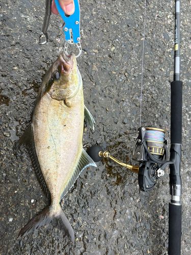 ヒレナガカンパチの釣果