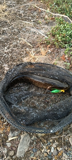 タイワンドジョウの釣果