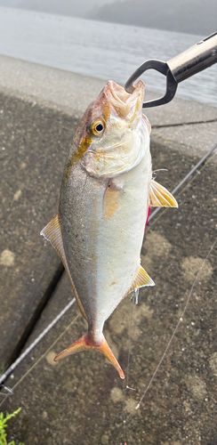 ショゴの釣果