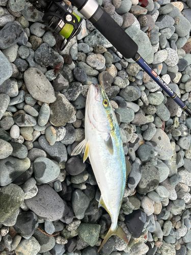 イナダの釣果