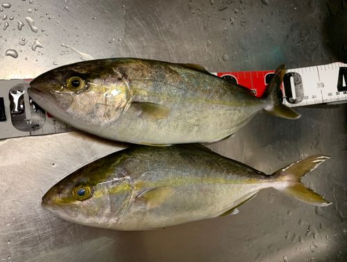ショゴの釣果