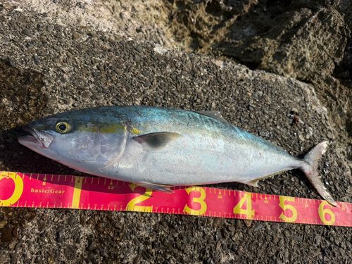 メジロの釣果