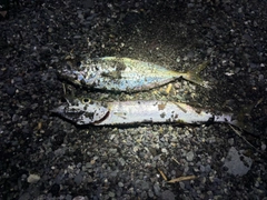 アカカマスの釣果